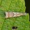 Elegant grass-veneer moth