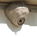 Bald-faced hornet