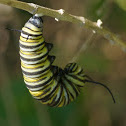 Monarch Butterfly (early stages)