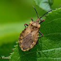 Assassin bug