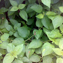 An unknown Spider ( एक अज्ञात मकड़ी )