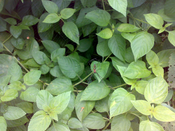 Spotting Image 1
