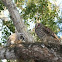 Barred Owl