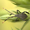 Stink bug nymph