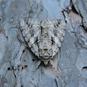 Moth