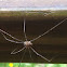 Granddaddy Longlegs