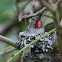 Anna's Hummingbird - Female on Nest