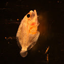 Rodabalo (gl), Rodaballo (es), Turbot (uk)