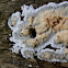 Resupinate fungus