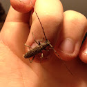 Spined Oak Borer