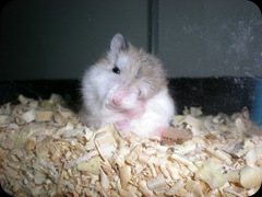 Roborovsky Hamster Gallery (5)