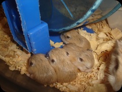 Roborovsky hamster 7074