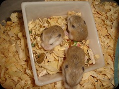 Roborovsky Hamster Offspring 7180