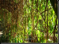 hijau2