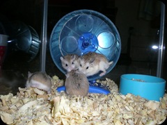 Hamster Roborovsky Collection (108)
