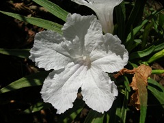 Flora (1)
