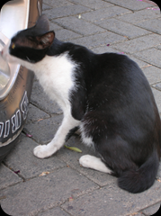 Cat Under Car 02