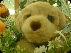 Boneka Anjing Di Toko Mas