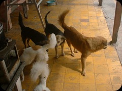 My Dogs 04
