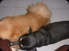 Anjing Rumahe Nyama 02