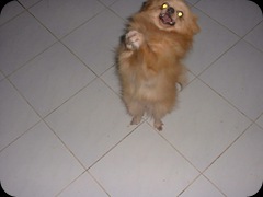 Anjing Rumahe Nyama 03