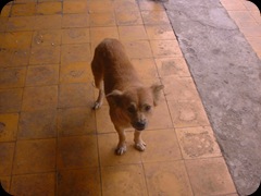Dolly