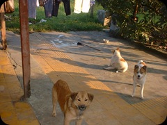 My Dogs 02