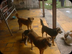 My Dogs 06