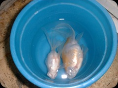 My RIP Fish 1