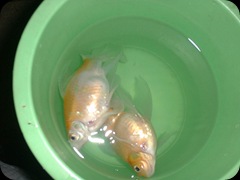 My Sekarat Fish 2