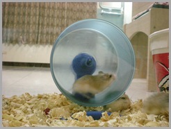 Hamster Roborovsky Picture (6)