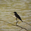 Eastern Kingbird