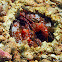 Lisa's Mantis Shrimp