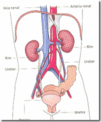 excretor