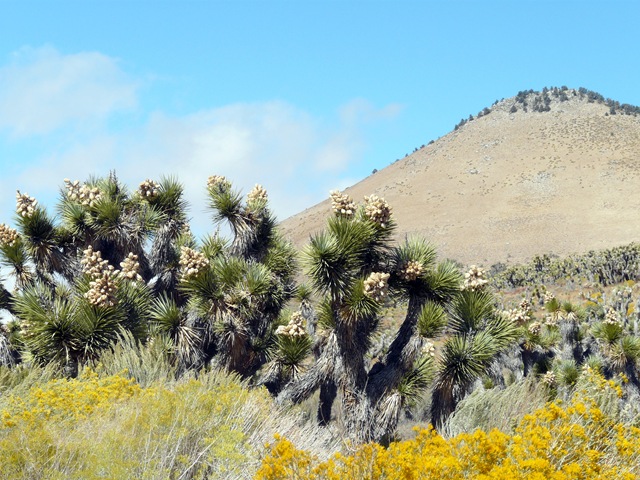 [van Pahrum tot en met Sequoia Nationala Park 030[3].jpg]