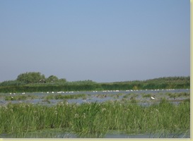 Delta Dunarii