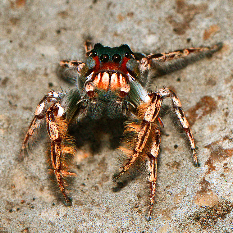 Jumping Spider