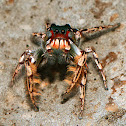 Jumping Spider