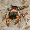 Jumping Spider