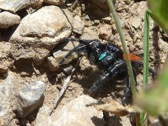 Spotting Image 1