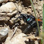 Johnson Jumping Spider