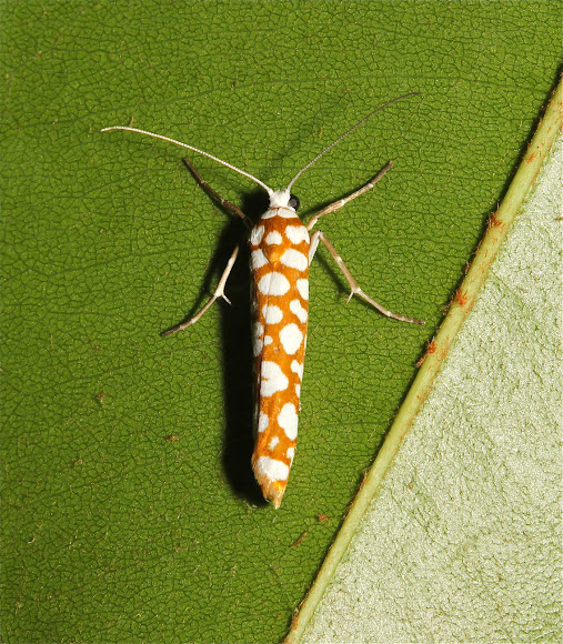 Spotting Image 1
