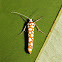 Moth