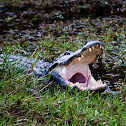 American Alligator