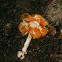 Fly Agaric