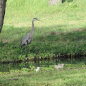 Great Blue Heron