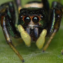 Jumping Spider