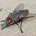 Flesh-fly