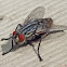 Flesh-fly