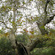 Oriental Plane